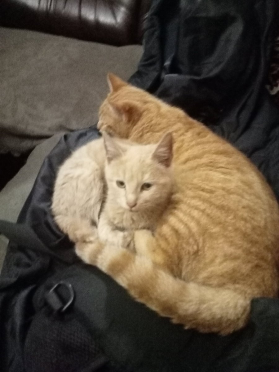 Exormain's tweet image. Cattos

#cats