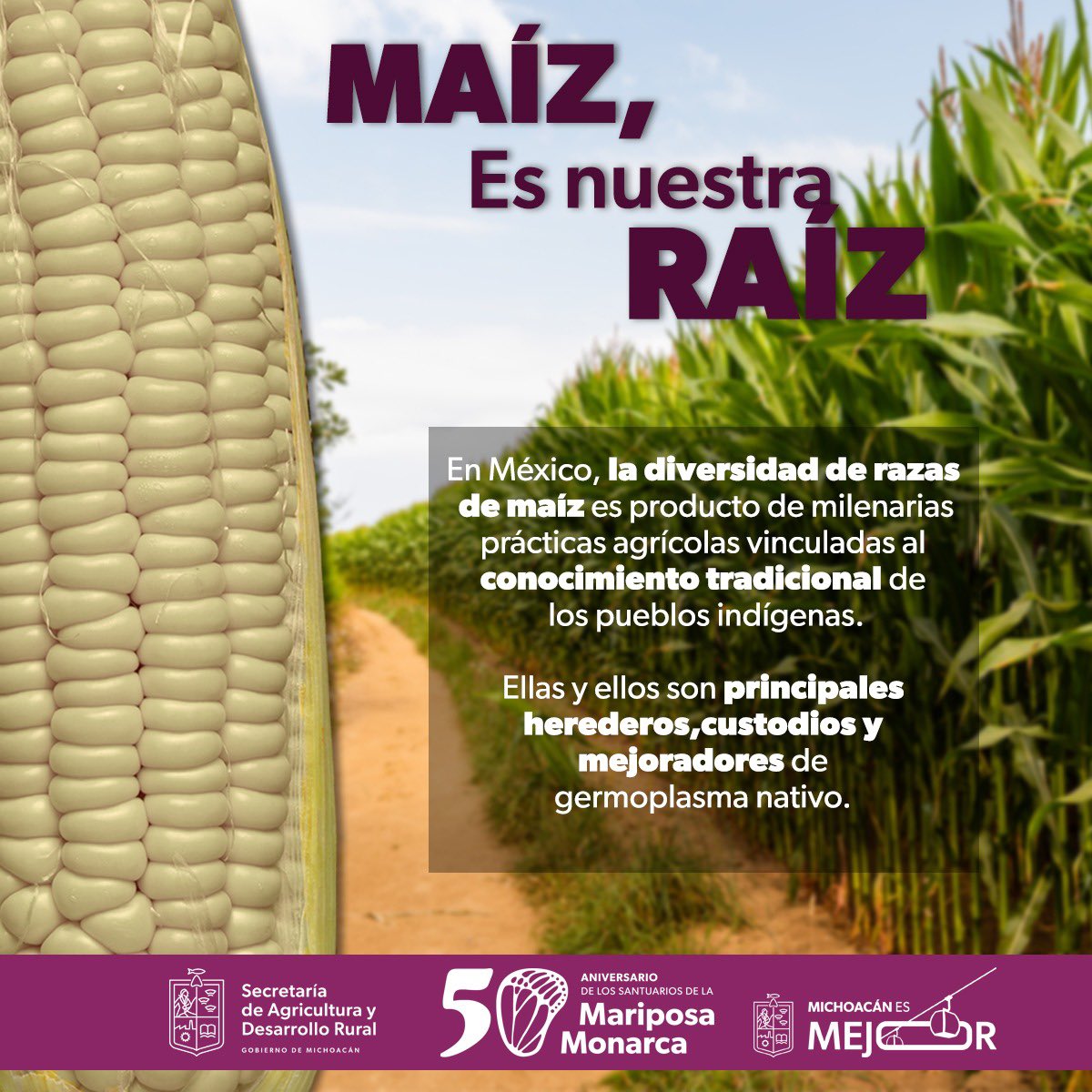 El maíz es más que un alimento, es identidad, cultura y tradición. 🌽 En cada grano, se guarda el legado de generaciones que han cultivado y preservado su diversidad.

#MichoacánEsMejor