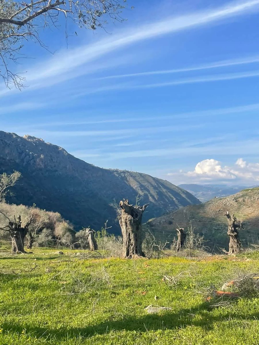 ما لم تحرقه قوات الاحتلا/ل من اشجار الزيتون بالفسفور الأبيض أو تقتلعه بالجرافات العسكرية، عمدت إلى قطعه بطرق إجرامية شتى .
الصورة من كروم دير ميماس المعمرة، وتبدو قلعة الشقيف التاريخية على رأس الشير الصخري 
#لبنان #جنوب_لبنان #جبل_عامل #جريمة_بيئية  
@ ألكسندر بوليكيفيتش