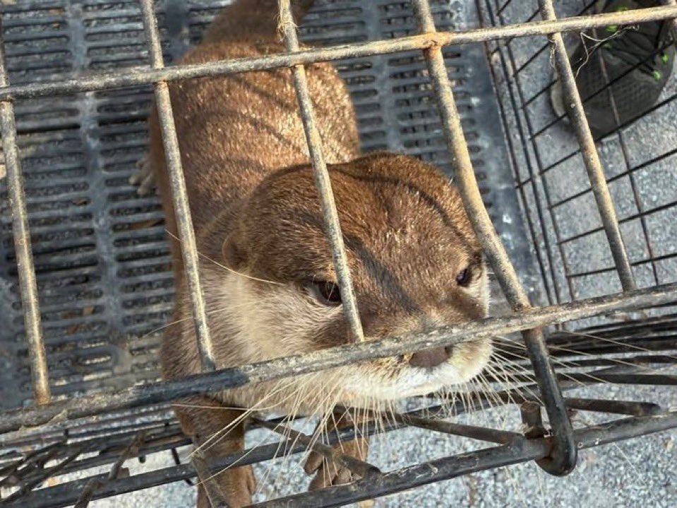 Padronso tweet media