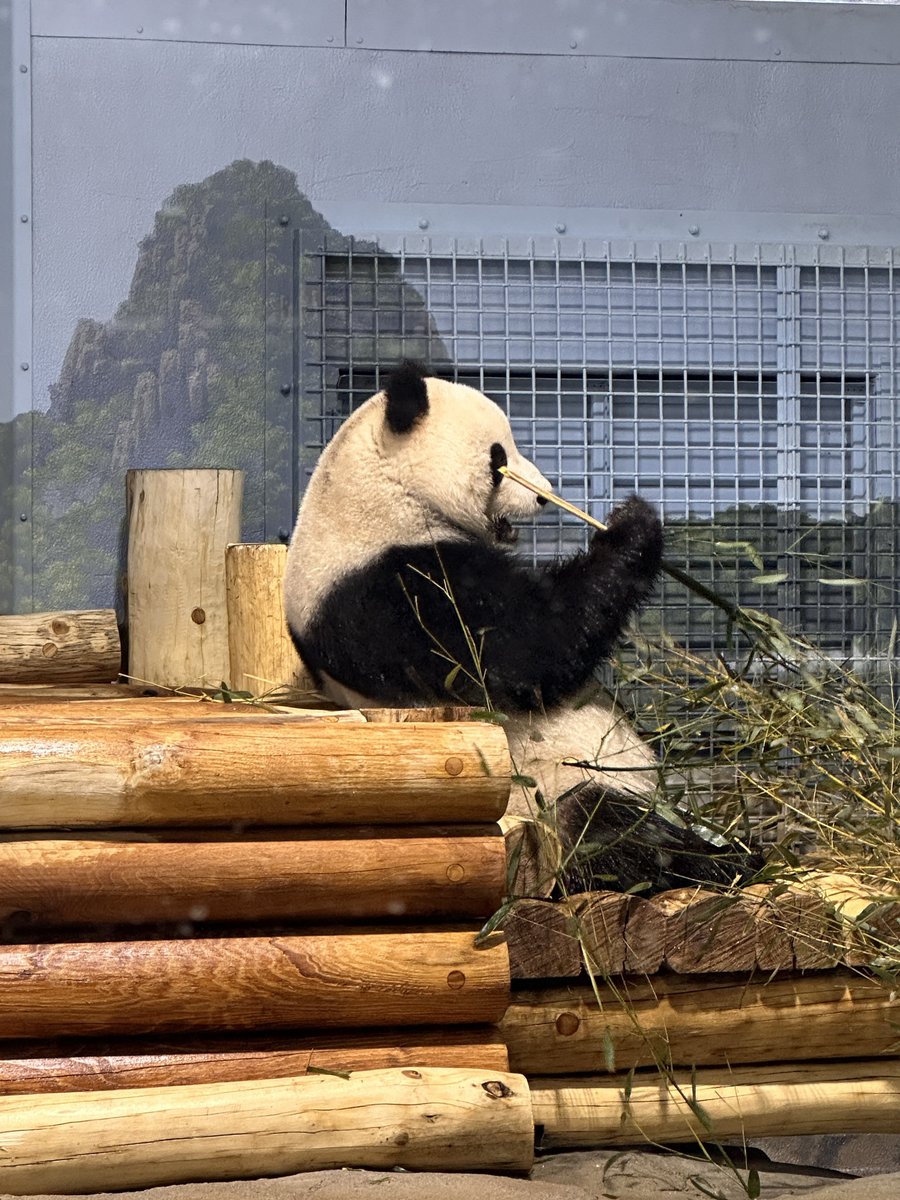 HicksRhena's tweet image. My joy of the day 🐼 

Thanks @DM_Rubenstein #GoOs