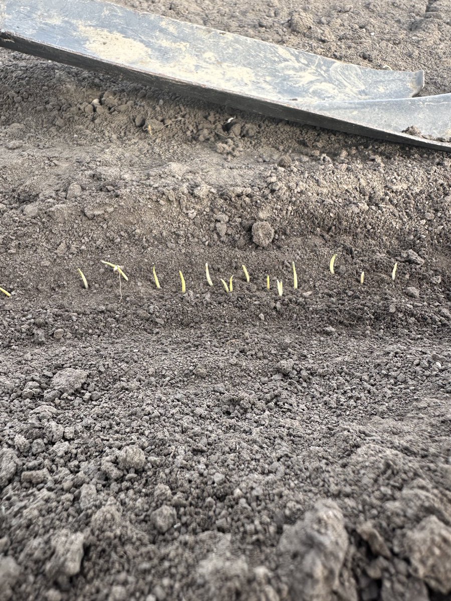 Looks like all the winter wheat that sprouted late last fall might make it. Dang it!!🥴