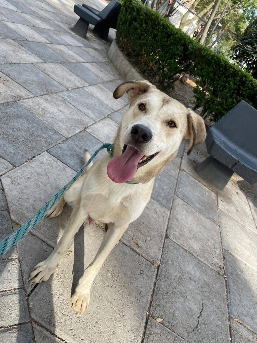 RescateAnimal's tweet photo. 🟢 ¿ME ADOPTAS?
¡Me llamo Lucky! Conoce más de mí 👉🏻

♂️ Macho, 1 año
✴️ Mediano/Grande (Mix Husky)
💟 Convive con perritos y humanos
✅ Vacunado, desparasitado y esterilizado

¿Quieres conocerme?
☎️  Rescatando ando mx 
https://t.co/B5BHRffyqE 🐾 https://t.co/pKIEiDZrpV