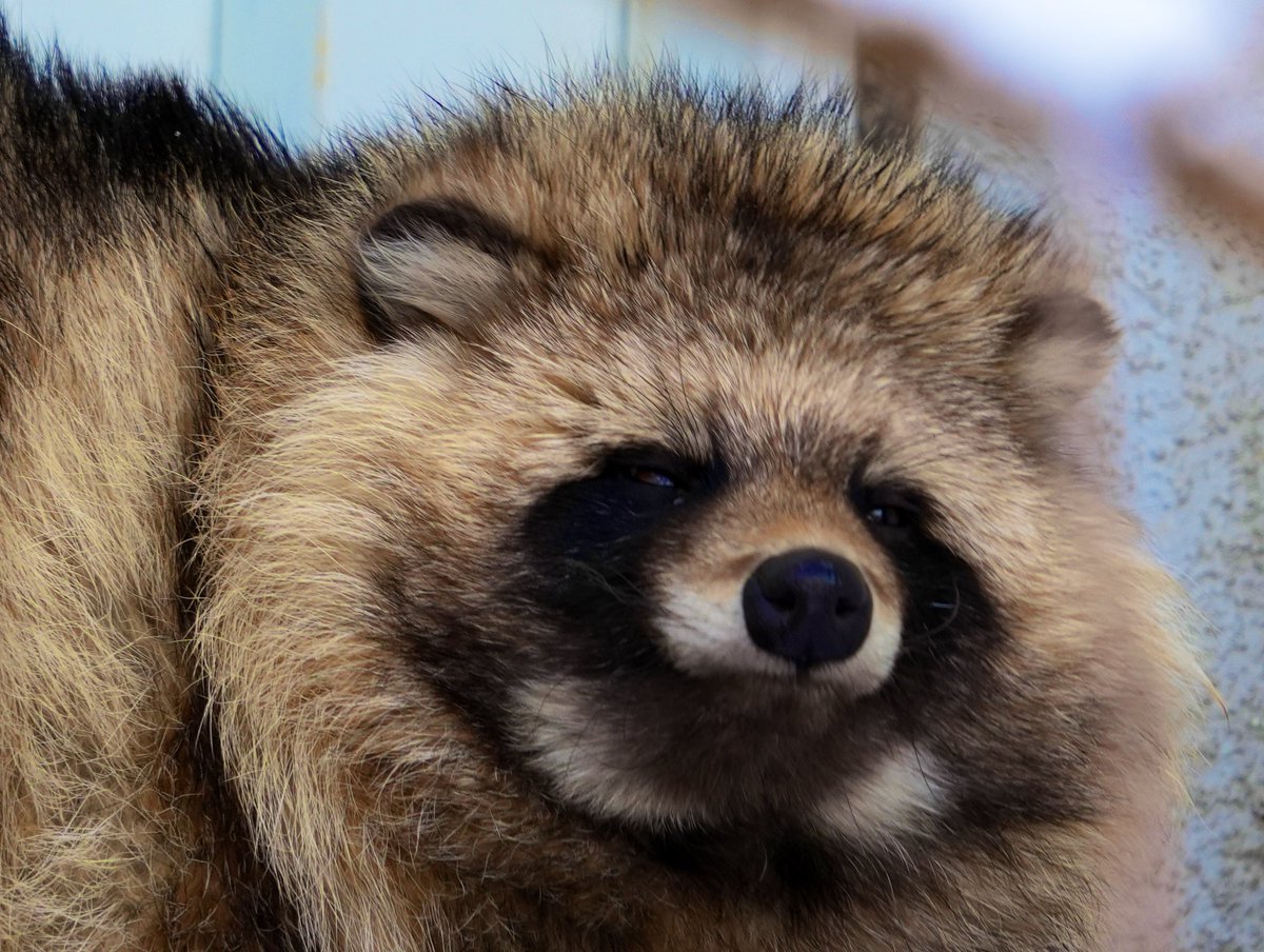 可愛さで今日1日を幸せにしタヌ🐾

#エゾタヌキ　#エゾタヌキ協会　#タヌ金曜日