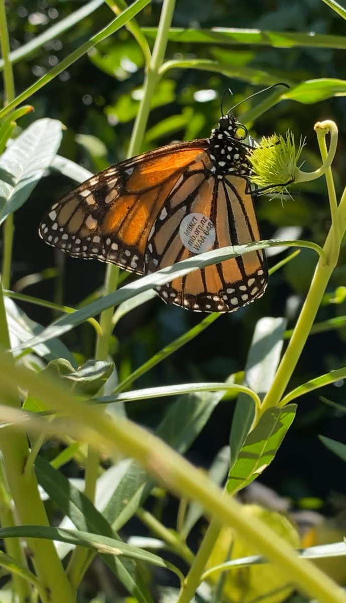 Our tagged monarchs are going places! Read more about their adventures here - mailchi.mp/nzbutterflies/…