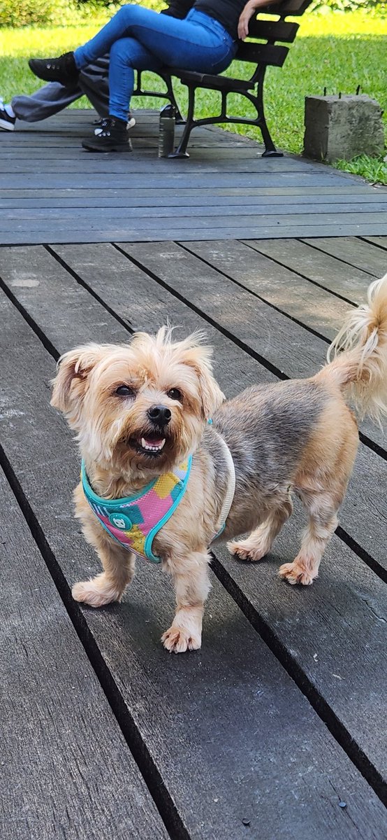 shesartt's tweet image. Como eu queria que bichinhos vivessem pra sempre, nem sei o que vai ser de mim se você partir