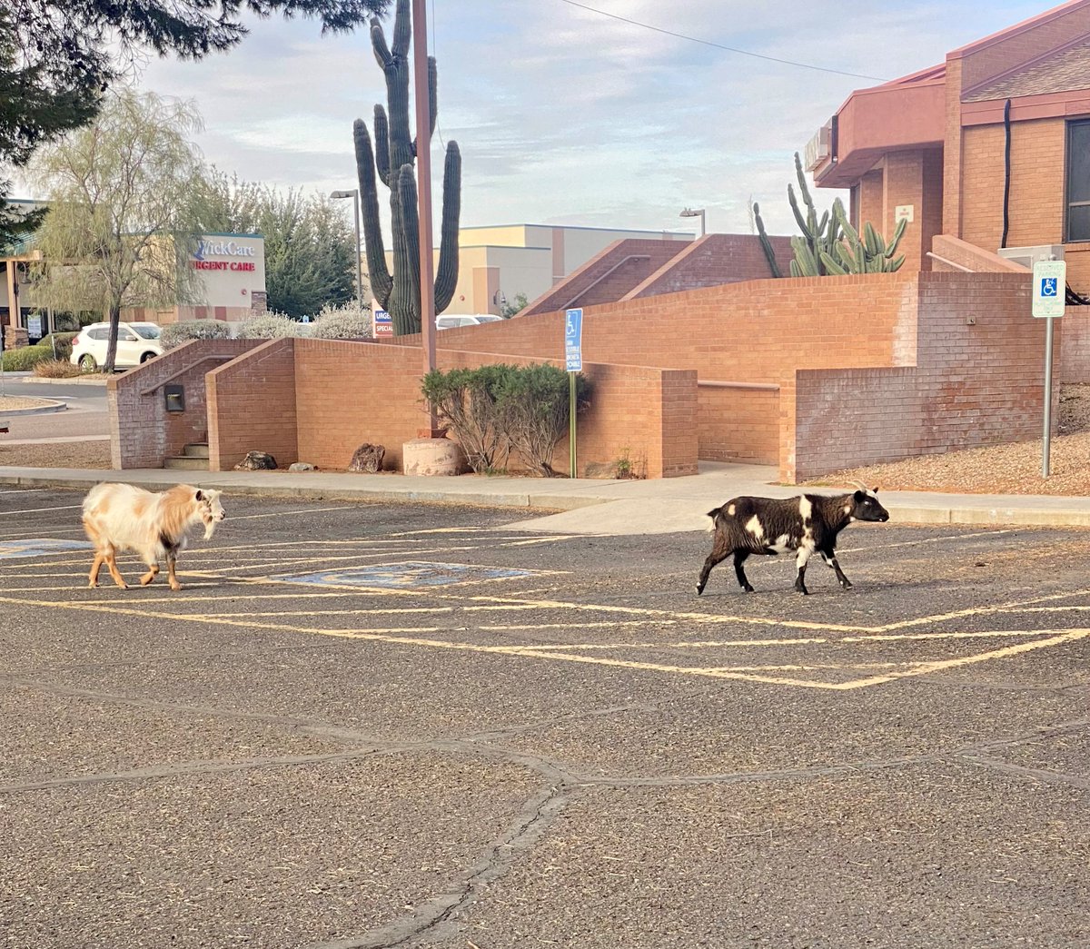 Wickenburg Hospital tweet media