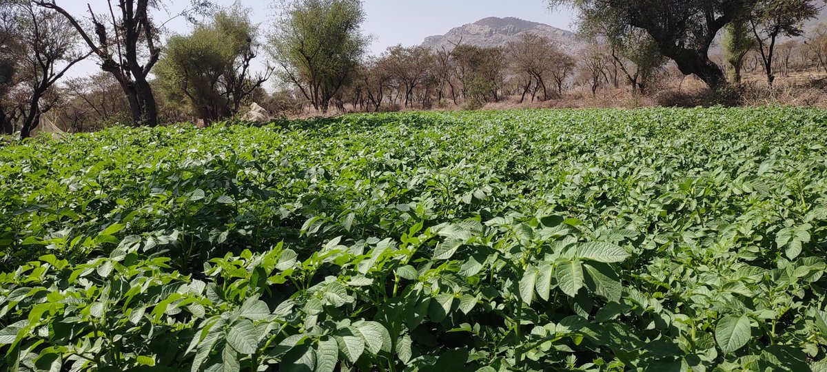 زراعة محصول الخيار بالتربيه الرأسية ومحصول البطاطس محاصيل جديدة 
بالإضافة إلى محصول الطماطم والبسباس والبامية
10500متر مربع تم زراعتها بدل محصول القات
 انتاج عالي وجودة
توسع وتقليد

النتائج واليوم الحقلي #smeps

#ذمار_عتمه_بني_رفيع
 <a href="/SMEPSYEMEN/">SMEPS</a>
 <a href="/SFDYemen/">SFD-Yemen</a>
 <a href="/AlbankAldawli/">مجموعة البنك الدولي</a>