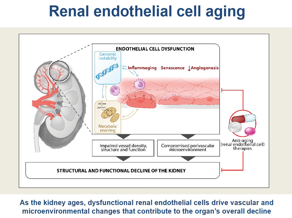 AJP Renal (@ajprenal) on Twitter photo We can all learn more about #aging thanks to this #OpenAccess #ArticleinPress, a collab effort from <a href="/vib_ccb/">CCB_VIB_KUL</a> and <a href="/LUMC_Leiden/">LUMC Leiden</a>, Endothelial dysfunction in the aging kidney (M. Borri et al.):
ow.ly/KfI250V6S3F
#metabolism #kidneyDisease We can all learn more about #aging thanks to this #OpenAccess #ArticleinPress, a collab effort from <a href="/vib_ccb/">CCB_VIB_KUL</a> and <a href="/LUMC_Leiden/">LUMC Leiden</a>, Endothelial dysfunction in the aging kidney (M. Borri et al.):
ow.ly/KfI250V6S3F
#metabolism #kidneyDisease