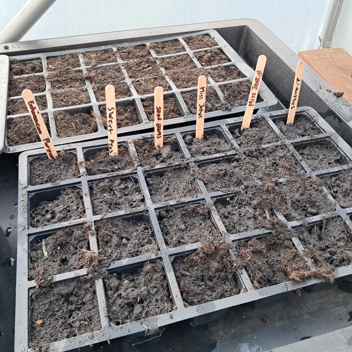 Karen Durnin@winchelsea (@winchelseakaren) on Twitter photo This afternoon, GROWS club started our first session. We have got our poly tunnel ready and flower seeds planted as well as outdoor potatoes. <a href="/MissSuzieReid/">Miss Reid</a> <a href="/MrSteveRiley/">Mr Riley</a> <a href="/daniel_gravil/">Winchelsea Year Four</a> <a href="/WinchelseaSch/">WinchelseaPrimarySchoolOfficial</a> This afternoon, GROWS club started our first session. We have got our poly tunnel ready and flower seeds planted as well as outdoor potatoes. <a href="/MissSuzieReid/">Miss Reid</a> <a href="/MrSteveRiley/">Mr Riley</a> <a href="/daniel_gravil/">Winchelsea Year Four</a> <a href="/WinchelseaSch/">WinchelseaPrimarySchoolOfficial</a>
