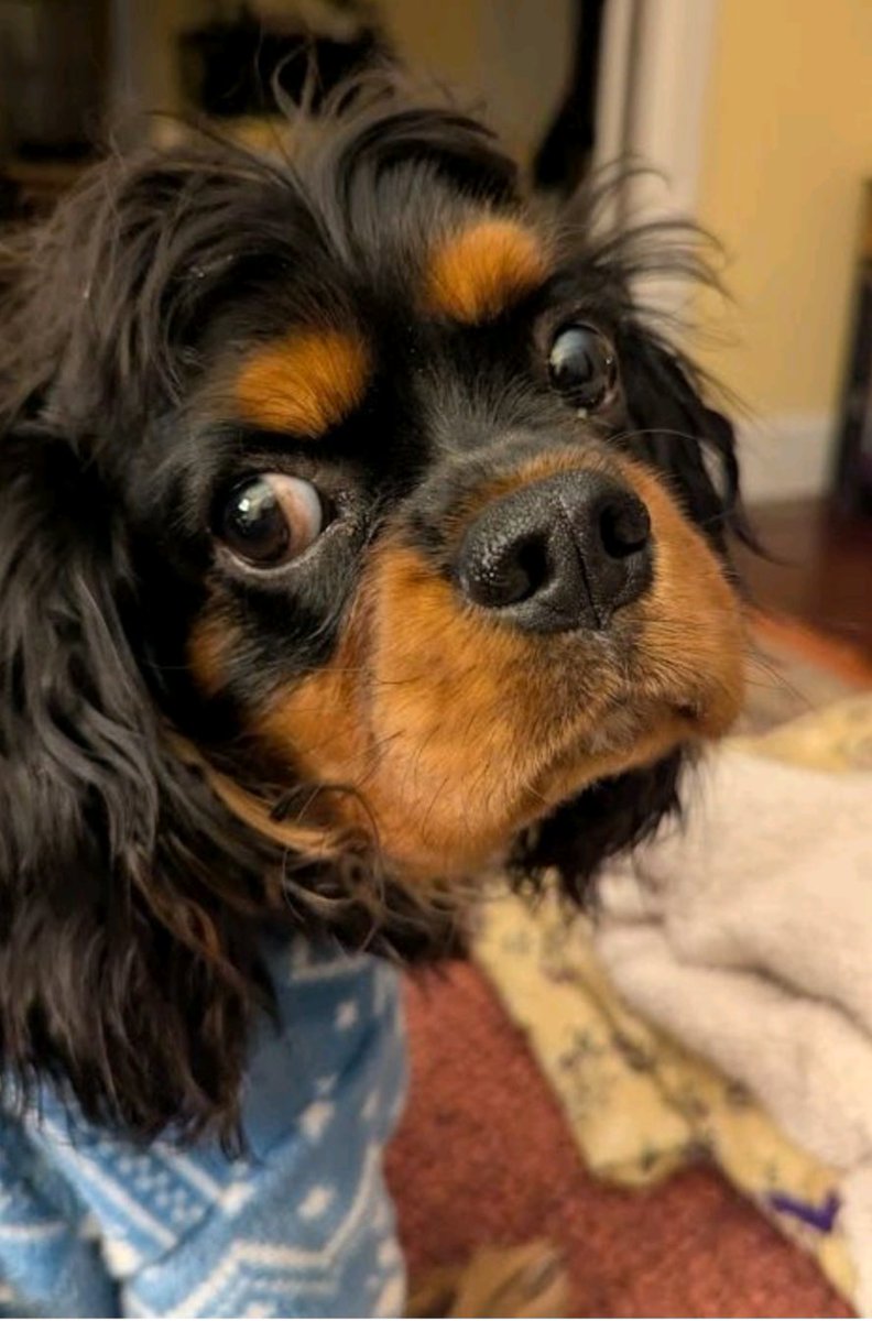 Jack DiGiovanna tweet media