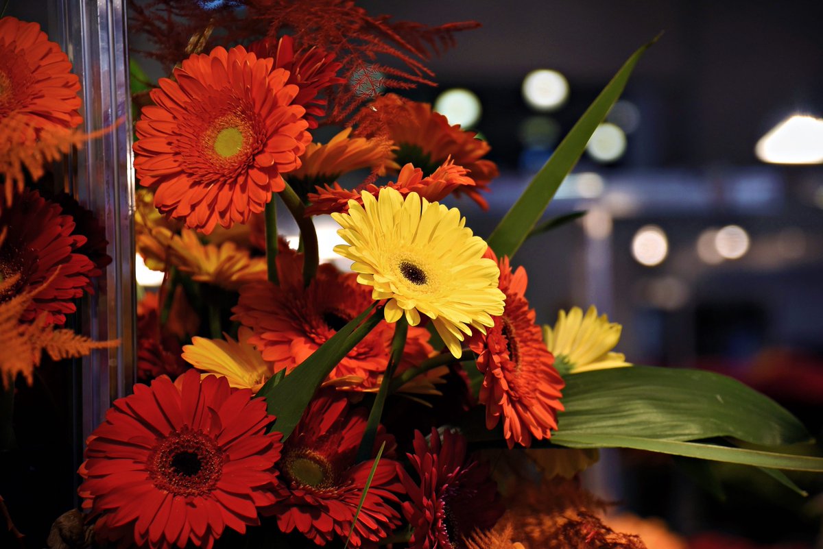 PEKHTography's tweet image. #Gerbera #Brightness #Bouquet #Arrangement #Orange #Energy #Yellow #Flowers #Nature #Beauty #Elegance #Happiness #Celebration