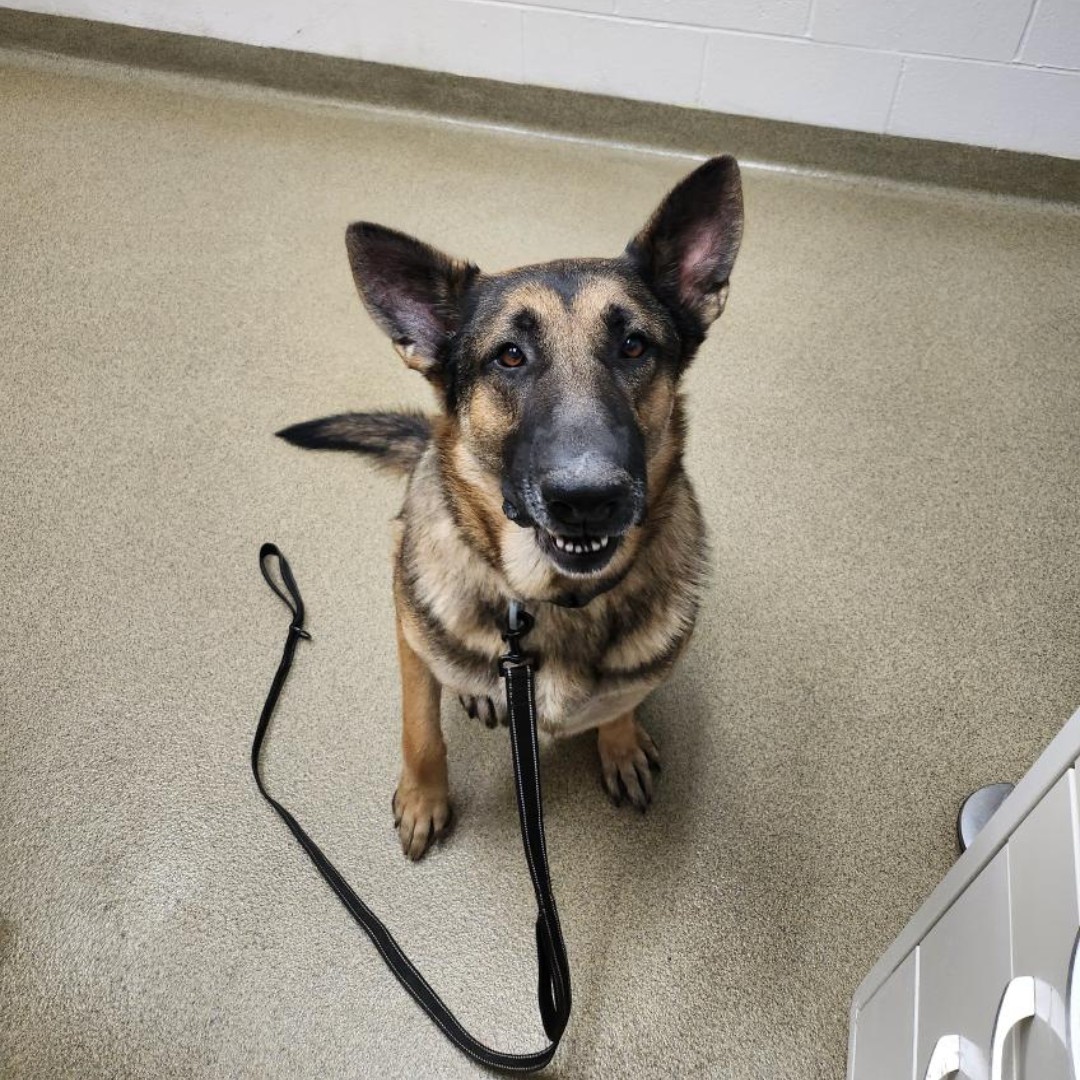 AnimalMedCtrVet's tweet image. 🌻With Spring just around the corner, lets highlight some spring activity&apos;s you can do with your K9 companion. 

🐕‍🦺Sniff walks.
🐕‍🦺Hiking.
🐕‍🦺Learning a new trick.
🐕‍🦺Playing hide and seek.

 #SpringWithDogs #DogActivities #EnrichingPlay