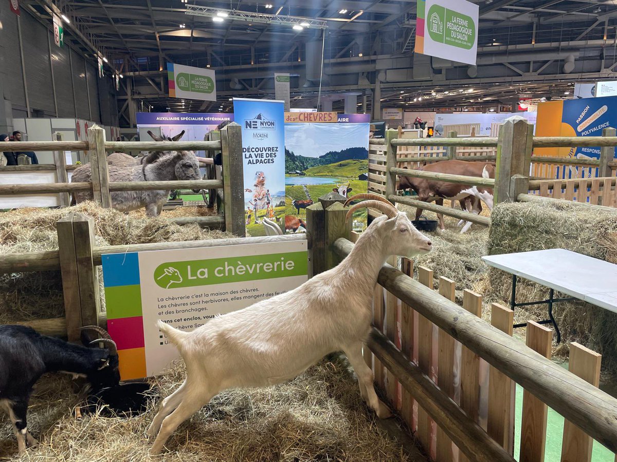 msa_actu's tweet image. 🐐 La journée au #SIA2025 touche à sa fin, et notre petite chèvre semble un peu triste de voir les visiteurs partir. Mais pas de panique, le salon n’est pas fini ! Rendez-vous dès demain pour encore plus d'animations et de super émissions en direct sur le plateau #MSATVauSIA.