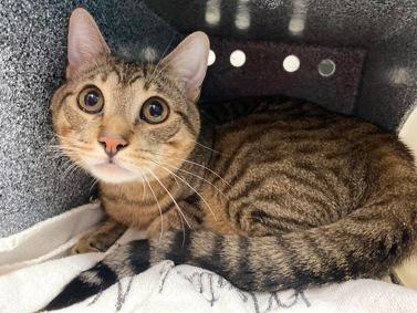 NYC's DEATH ROW CATS tweet media