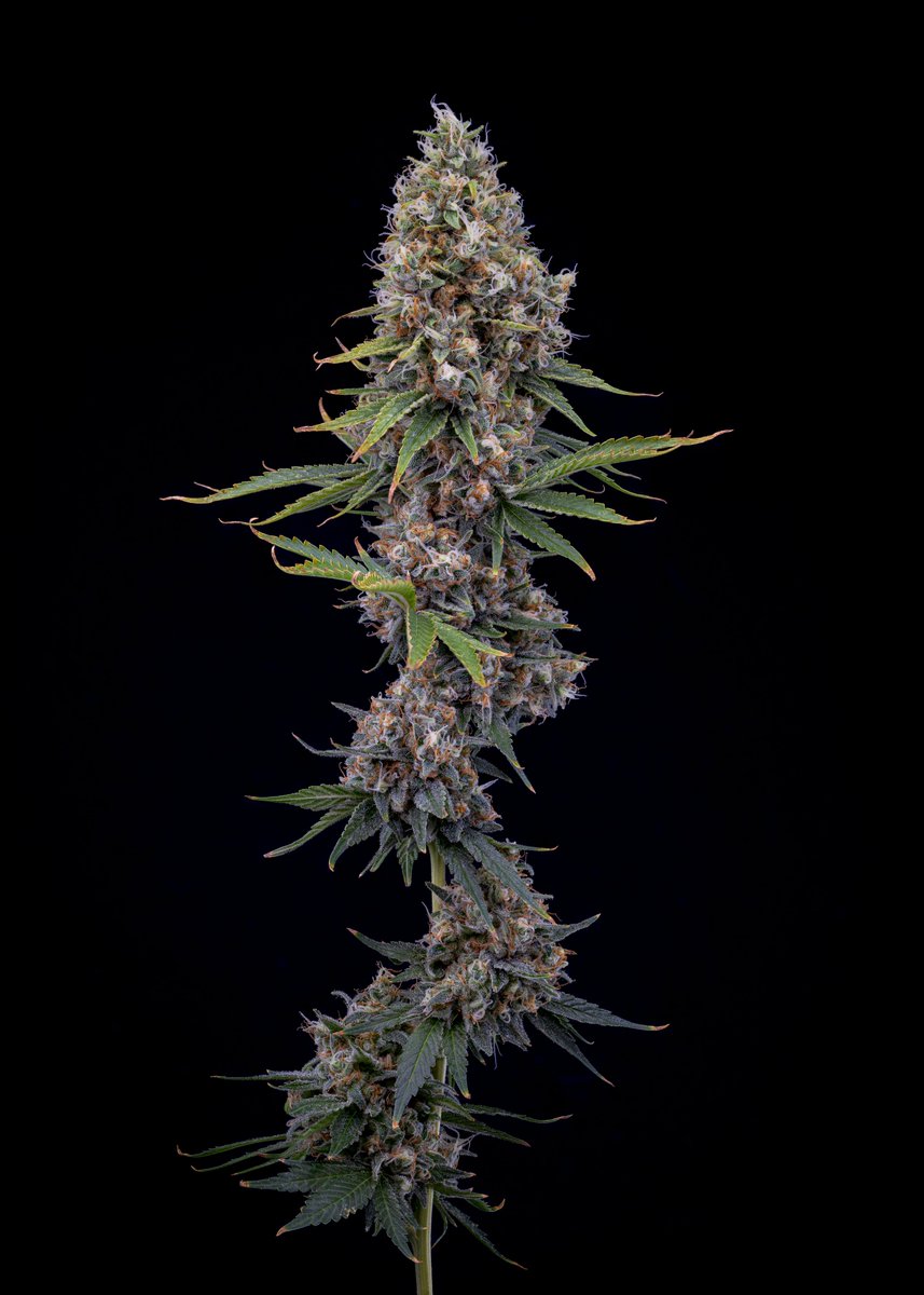 They call this one Divine Intervention. A limited edition, small batch of this high terp heater will be ready for BC this spring.