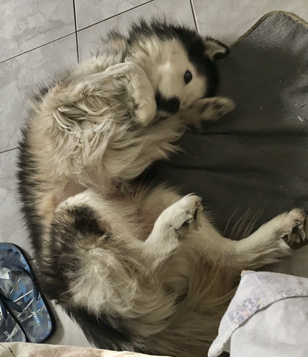 megpanos's tweet image. Η Κορίνα #greece #attica #pefki #animals #dog #dogs #husky #siberianhusky #mydog #corina