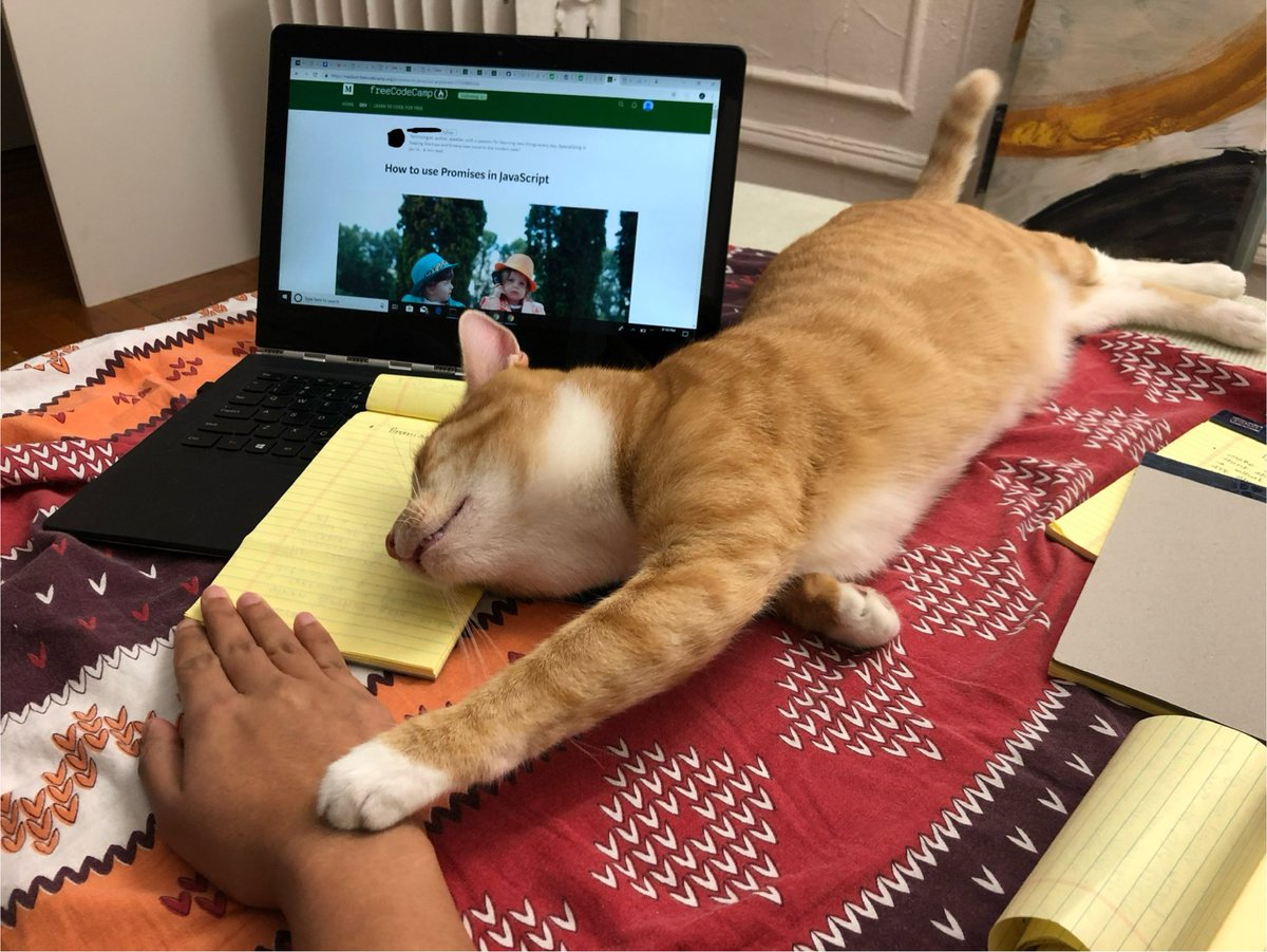 shwetakilledar2's tweet image. Me: Learning JavaScript Promises.
Article: Explaining async behavior…
Cat: (puts paw on my hand)
Me: Guess my learning is officially stuck in ‘pending’ state. 🐱⌨️ #CodingWithCats
#2018pic #ShouldHavePostedLongBack #MissMyCat