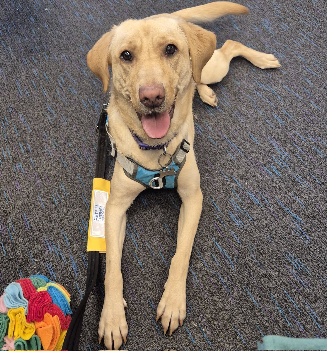 Suzanne Taylor (@suzanneotcamhs) on Twitter photo Super chilled Chilli visited <a href="/GMMH_NHS/">Greater Manchester Mental Health</a> CAMHS again today. Growing in confidence with each visit #teamcamhs #occupationaltherapy <a href="/PetsAsTherapyUK/">Pets As Therapy</a> Super chilled Chilli visited <a href="/GMMH_NHS/">Greater Manchester Mental Health</a> CAMHS again today. Growing in confidence with each visit #teamcamhs #occupationaltherapy <a href="/PetsAsTherapyUK/">Pets As Therapy</a>