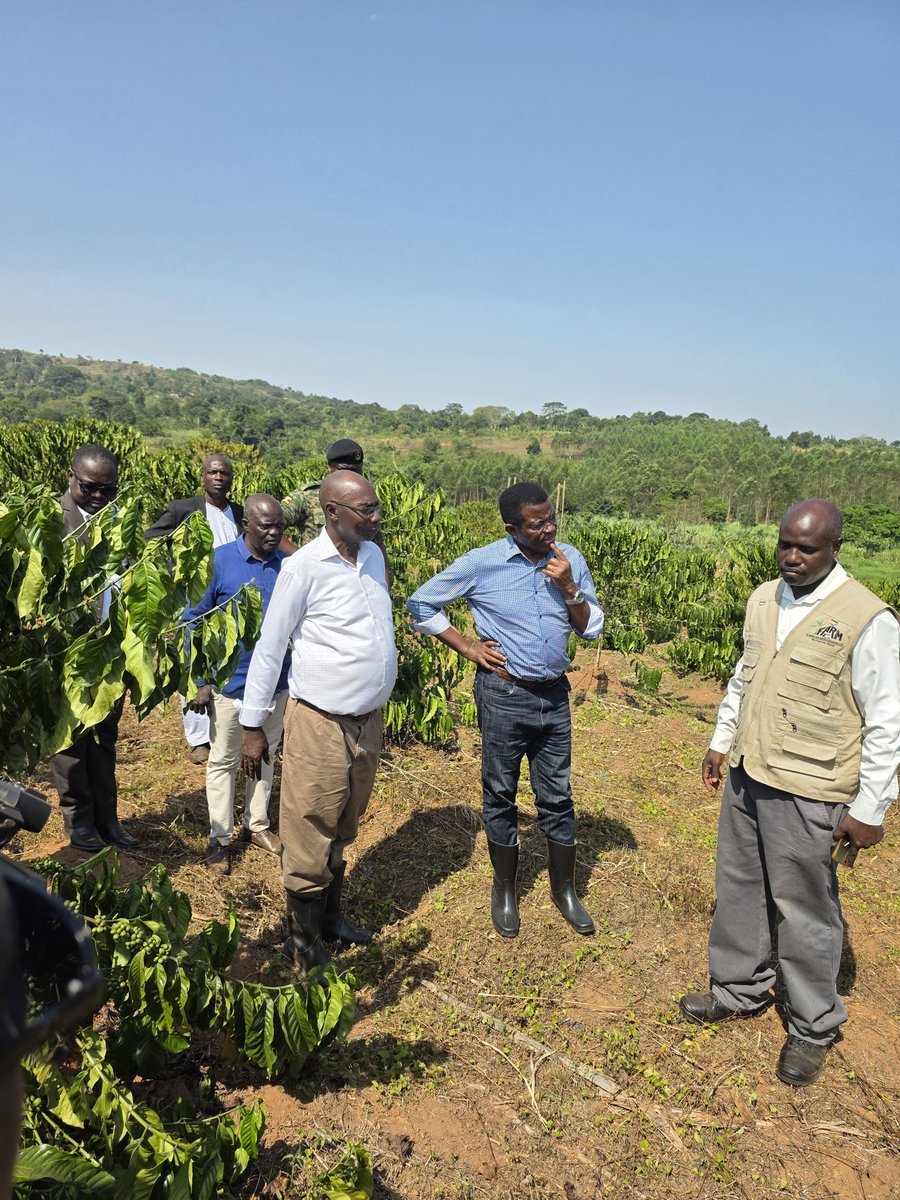 Rtn. MD. Dr. Dennis Ngabirano (@dennisngabiran1) on Twitter photo Today we took a field visit with the Katikkiro of Buganda around St Joseph's Farm in Mpigi Mawokota. I sensitized farmers to grow more gonja by intercropping with coffee. <a href="/sumz_snacks/">SUMZ</a> <a href="/cpmayiga/">Charles Peter Mayiga</a> <a href="/bbstvug/">BBS TEREFAYINA</a> <a href="/BucadefUg/">Buganda Cultural & Development Foundation(BUCADEF)</a> Today we took a field visit with the Katikkiro of Buganda around St Joseph's Farm in Mpigi Mawokota. I sensitized farmers to grow more gonja by intercropping with coffee. <a href="/sumz_snacks/">SUMZ</a> <a href="/cpmayiga/">Charles Peter Mayiga</a> <a href="/bbstvug/">BBS TEREFAYINA</a> <a href="/BucadefUg/">Buganda Cultural & Development Foundation(BUCADEF)</a>