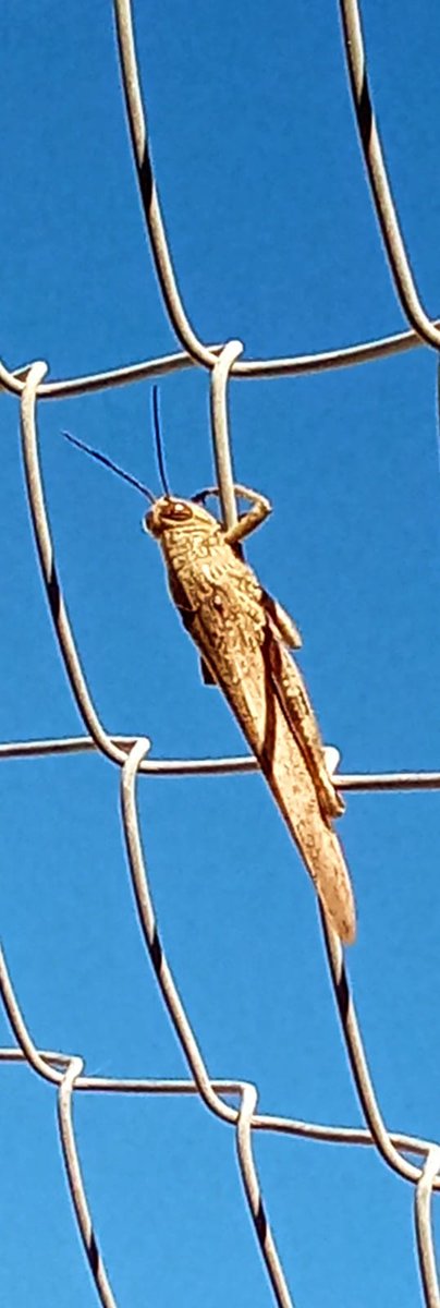 La primavera ha llegado a @coloniagats y ha surgido la atracción entre Filipino y Natita..están siempre juntos..son felices (foto1)
Mientras Banderita, que no para nunca, intentó dialogar trepando por la valla con un saltamontes que se coló en la Colonia (fotos 2 y 3).
#Valencia