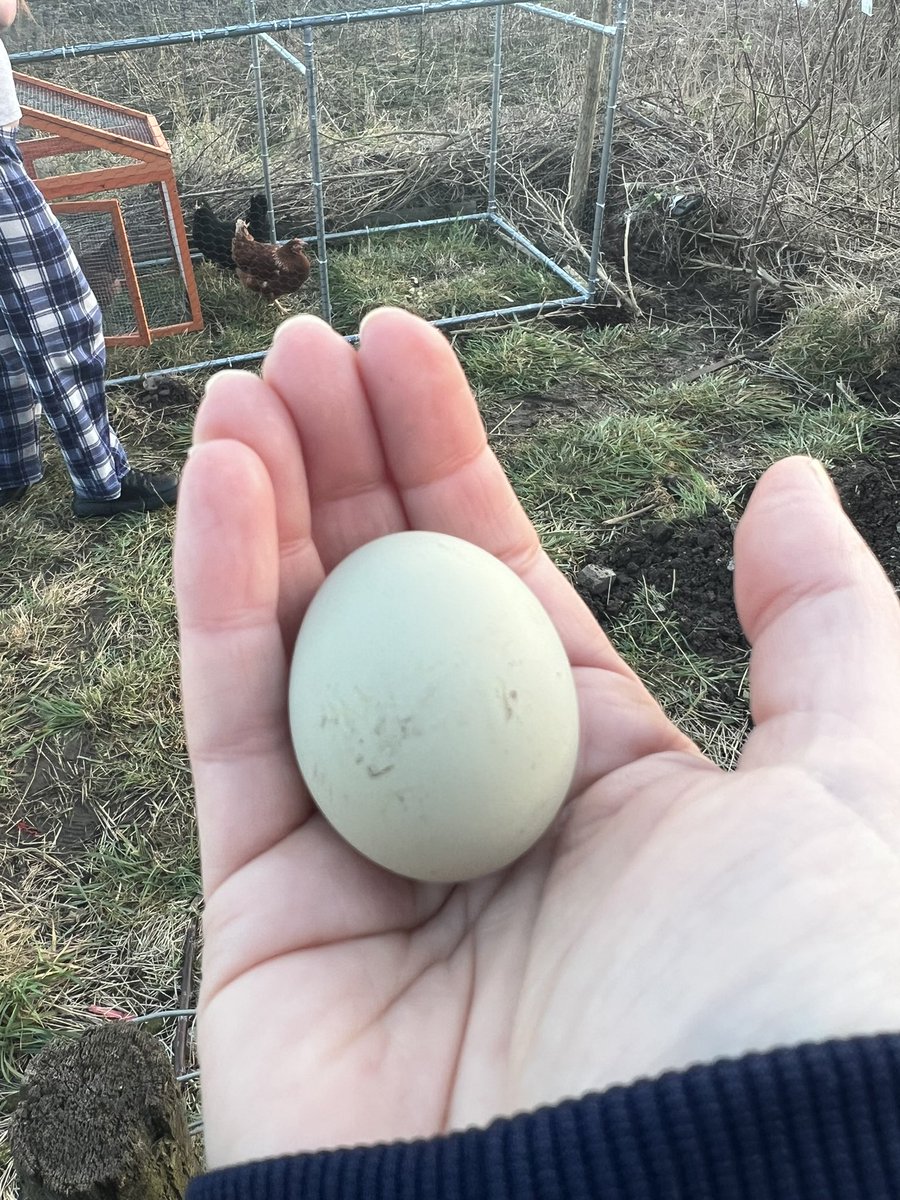 KLHPhotography7's tweet image. Chicken Run the little klookers have escaped 🫣🐓🤣 #chickenrun #chickensofx #layalittleeggforme