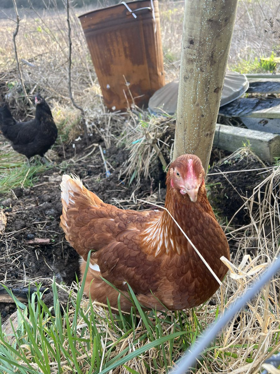 KLHPhotography7's tweet image. Chicken Run the little klookers have escaped 🫣🐓🤣 #chickenrun #chickensofx #layalittleeggforme