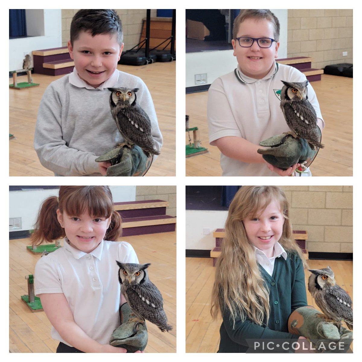 WoodlandsIrvine's tweet photo. Primary 5 had a brilliant visit from Owl Magic today. They learned lots of interesting facts about owls and loved holding them. The children were excellent representatives  of our school by listening attentively and asking lots of interesting questions. #bringlearningtolife https://t.co/20pEUCXCEd