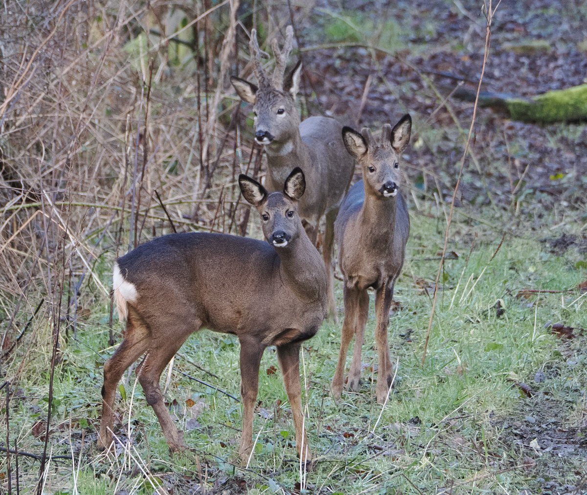 An inquisitive family of roe deer. #ThePhotoHour #TwitterNatureCommunity #nature #wildlife