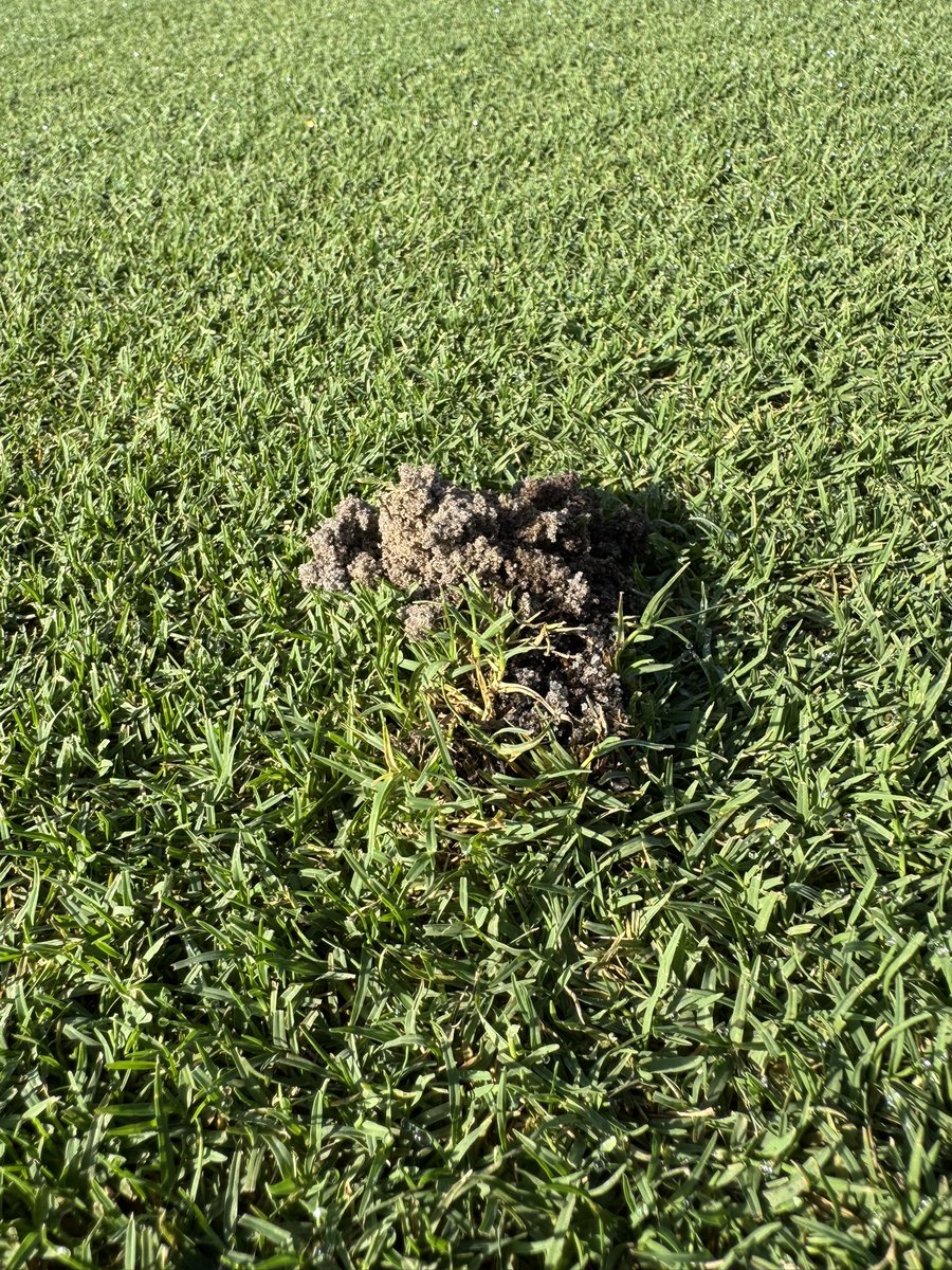 DarrenJDavisGCS's tweet image. The average temperature in February (so far) is 72.3°, making it the 4th hottest February on record at #oldefloridagolfclub! The heat has brought an early arrival of the dreaded Mole Cricket, but make no mistake, I am not complaining! #turfgrass growth is phenomenal! #turftwitter