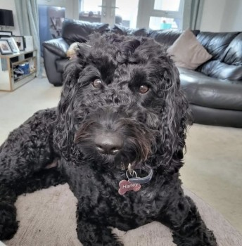 millypod1's tweet photo. 🆘27 FEB 2025 #Lost HARLEY #ScanMe #Tagged 
Sprocker Female
in Knowle Park #Cranleigh #Surrey #GU6 
Was spotted by Gleblands School but not seen since.
https://t.co/WC0fULFjuZ https://t.co/apQBjS5Alv