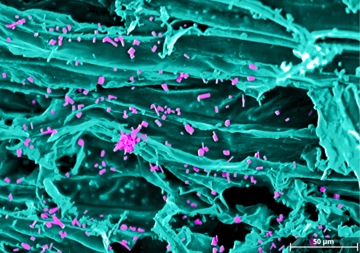 Congrats to <a href="/AKASHGONDALIY15/">AKASH GONDALIYA</a>  for winning the 2024 CHTP Image of the Year contest! His stunning SEM micrograph of wood with iron particles, captured on the Hitachi SU-3500. Akash’s work transforms wood into a magnetic shield for EMI protection. 
<a href="/UBCBioProducts/">UBC BioProducts Institute</a> <a href="/CHBEUBC/">CHBE at UBC</a>