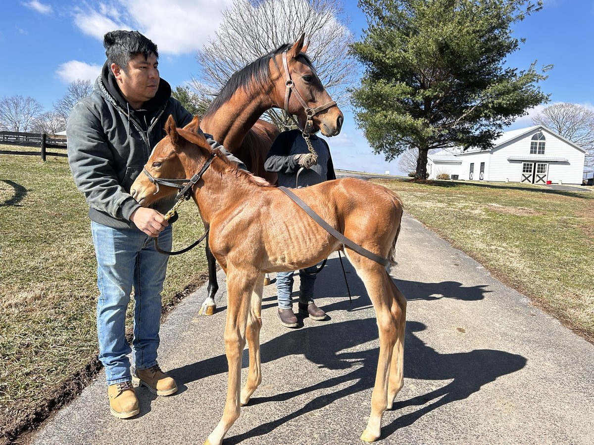 michaelsrwilson's tweet photo. Wow! She is such a gorgeous filly. Very excited about this Jack Christopher filly! https://t.co/AKtoG0yFzR