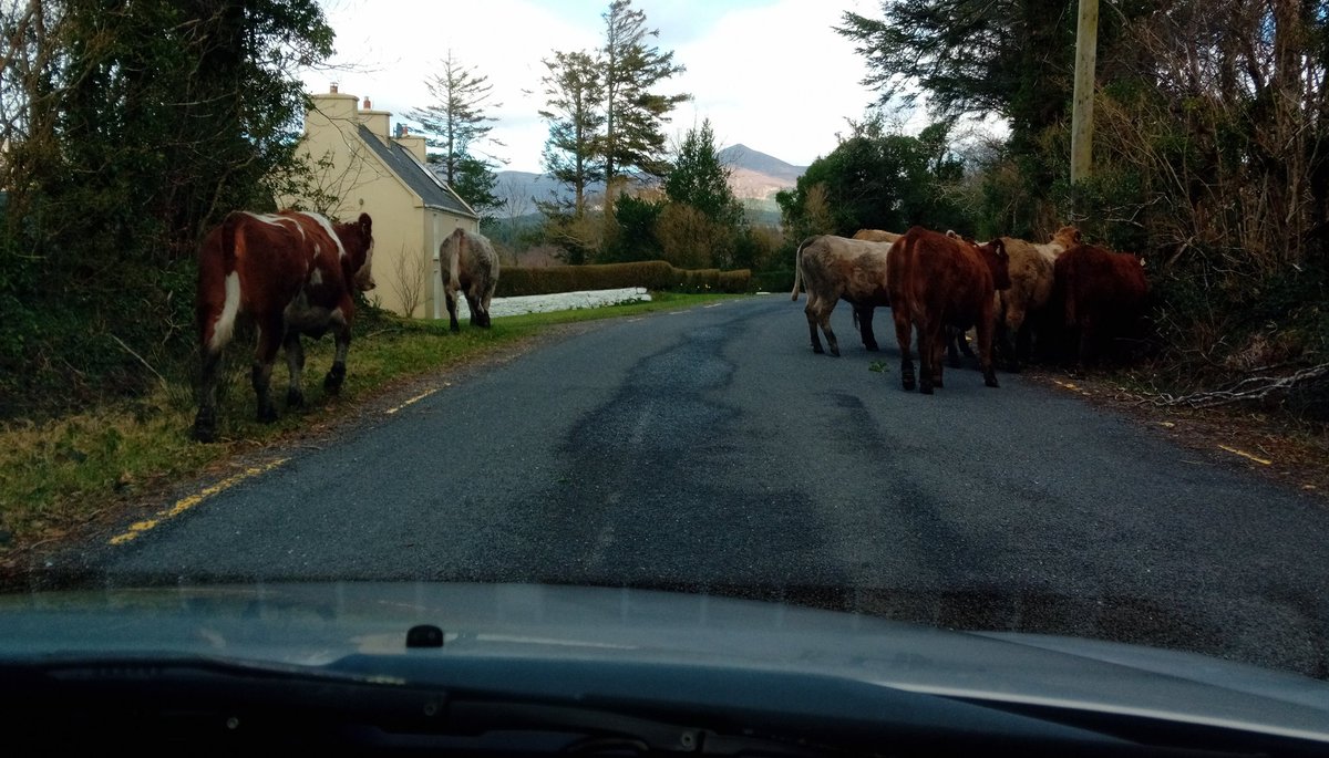 todayInIreland's tweet photo. 🐄
THAT kinda day! 🤭
Cows enjoying the grass, which is greener, here on the other side of the fence.
A couple toots of the horn, and they ran back into their enclosure. Well trained, so.
#iveragh
#ireland https://t.co/F8C8FG4Kan