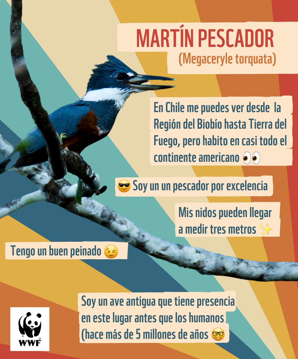 WWF Chile tweet media