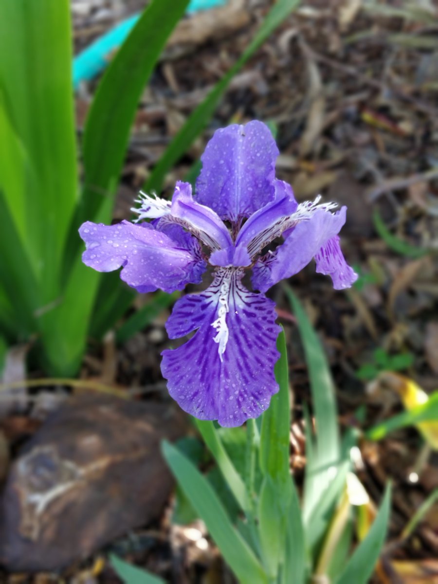 Paul King (@paulk_asert) on Twitter photo Classifying Iris Flowers with <a href="/ApacheGroovy/">ApacheGroovy</a>, <a href="/apachewayang/">Apache Wayang</a> and <a href="/TensorFlow/">TensorFlow</a>
groovy.apache.org/blog/wayang-te…
#groovylang <a href="/TheASF/">Apache - The ASF</a> Classifying Iris Flowers with <a href="/ApacheGroovy/">ApacheGroovy</a>, <a href="/apachewayang/">Apache Wayang</a> and <a href="/TensorFlow/">TensorFlow</a>
groovy.apache.org/blog/wayang-te…
#groovylang <a href="/TheASF/">Apache - The ASF</a>