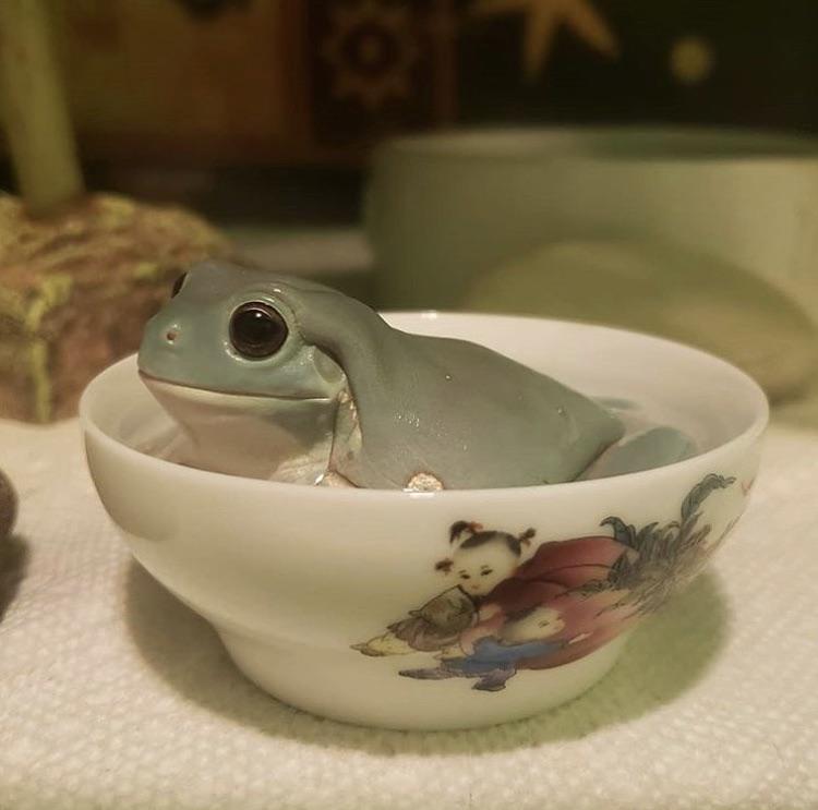 GodEmperorFrog tweet media