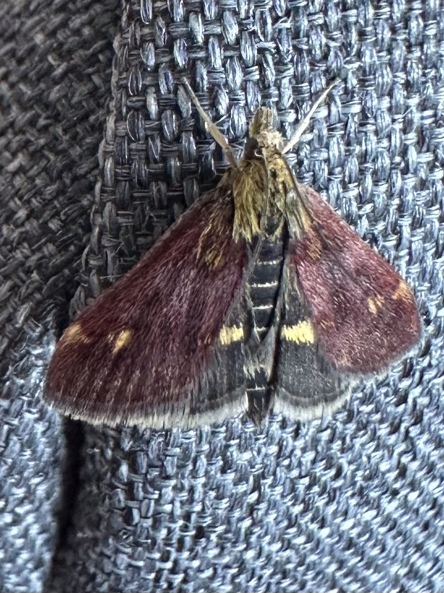 helen_collis's tweet photo. Another visitor today ...so small and pretty #mintmoth https://t.co/yguNNVdsi7