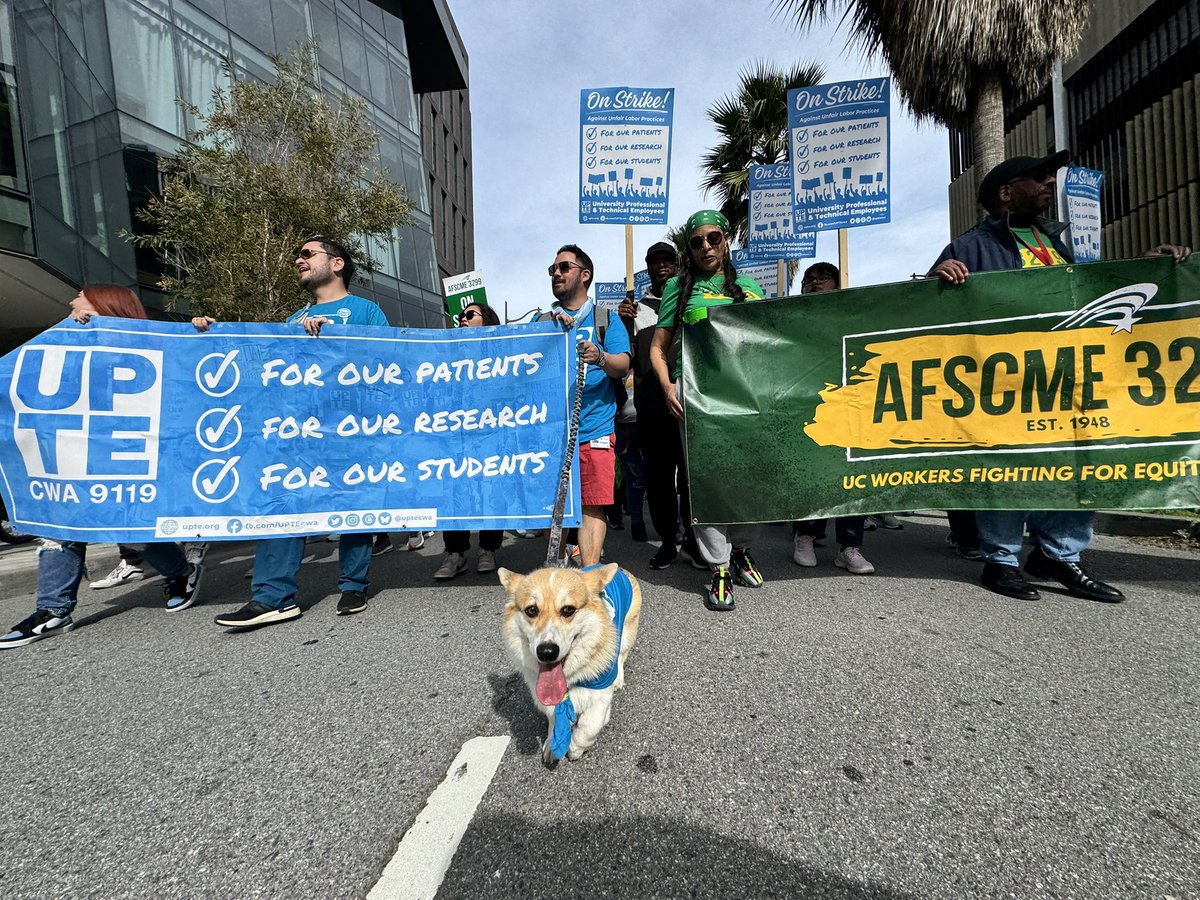 afscme3299's tweet photo. Just a little corgi leading the strike line #strikeDogs https://t.co/LBqA9CnJy9