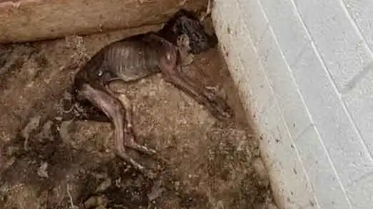 Please retweet on Thursday Lisa Nandy <a href="/lisanandy/">Lisa Nandy MP</a>  told MPs she appreciates the "joy" greyhound racing brings and its the "economic contribution". Government has ‘absolutely no plans’ to ban greyhound racing across UK
Please message or tag <a href="/lisanandy/">Lisa Nandy MP</a> and let her know if you would