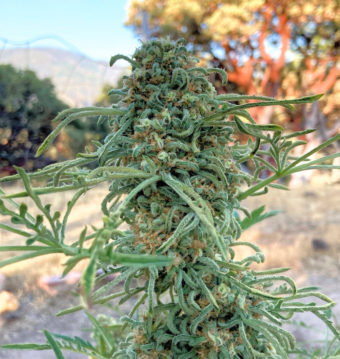Hi-Elevation Genetics tweet media