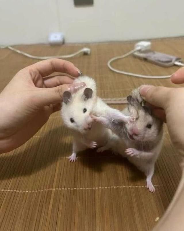 twaniimals's tweet photo. https://t.co/SoQcI4wjE1