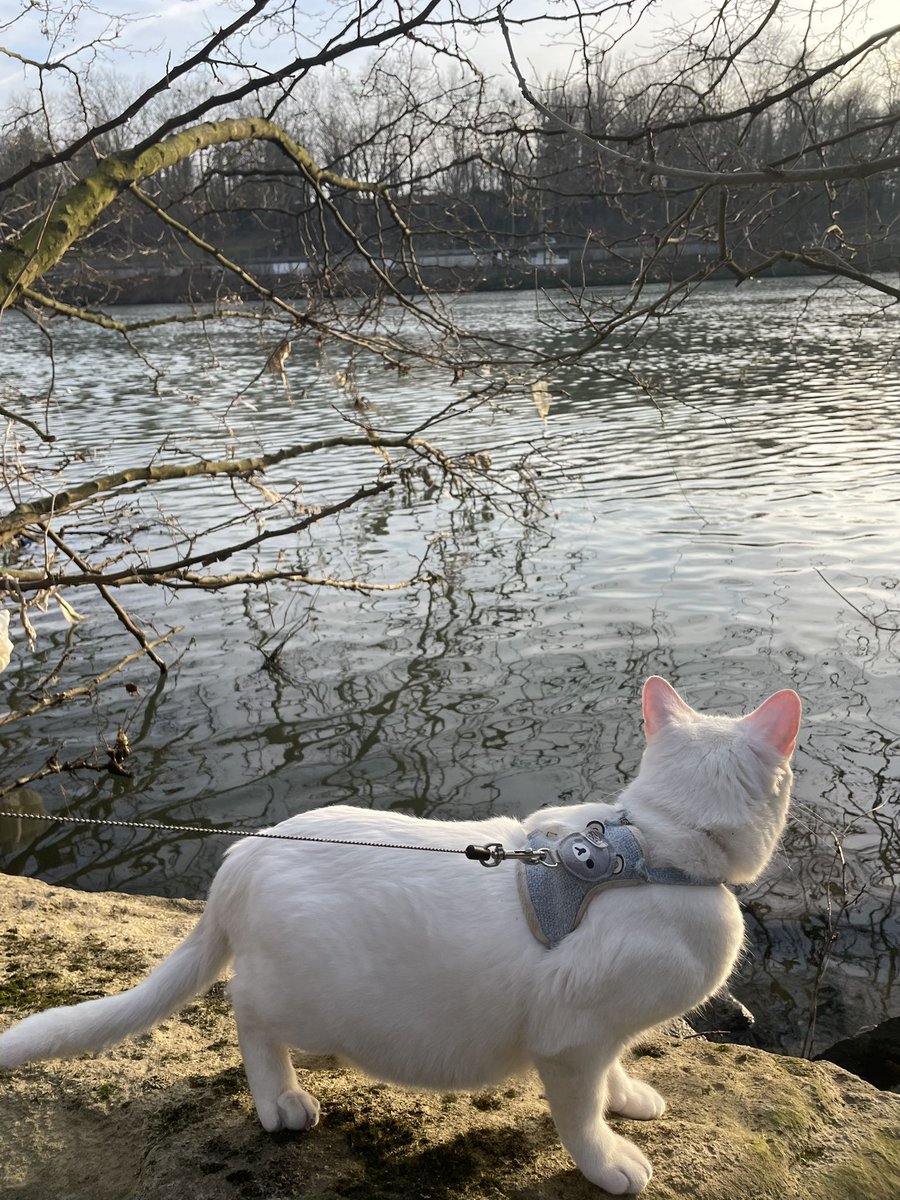 ojamajo_pinku's tweet photo. Est-ce que c’est vraiment bizarre de balader son chat en laisse?? 
J’habite en appartement et avant, il vivait à la campagne
Le truc, c’est que quand il pleut ou tempête, mon chat veut absolument sortir et il miaule sans arrêt 😭 https://t.co/2rTlrsLgjZ