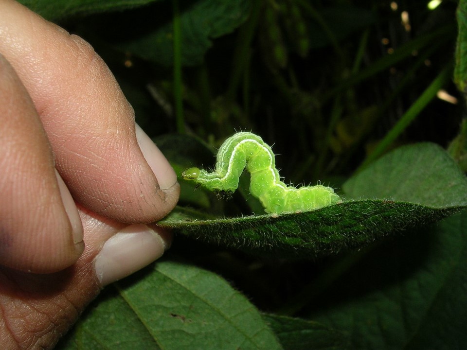 🧵HILO - Oruga medidora, ¿resiste a los insecticidas? 

Nuevo episodio del podcast de la REM #IntegrandoManejos. Un adelanto en este hilo ⬇️