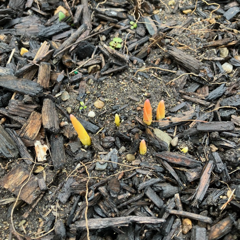 Martin Van Buren NPS tweet media