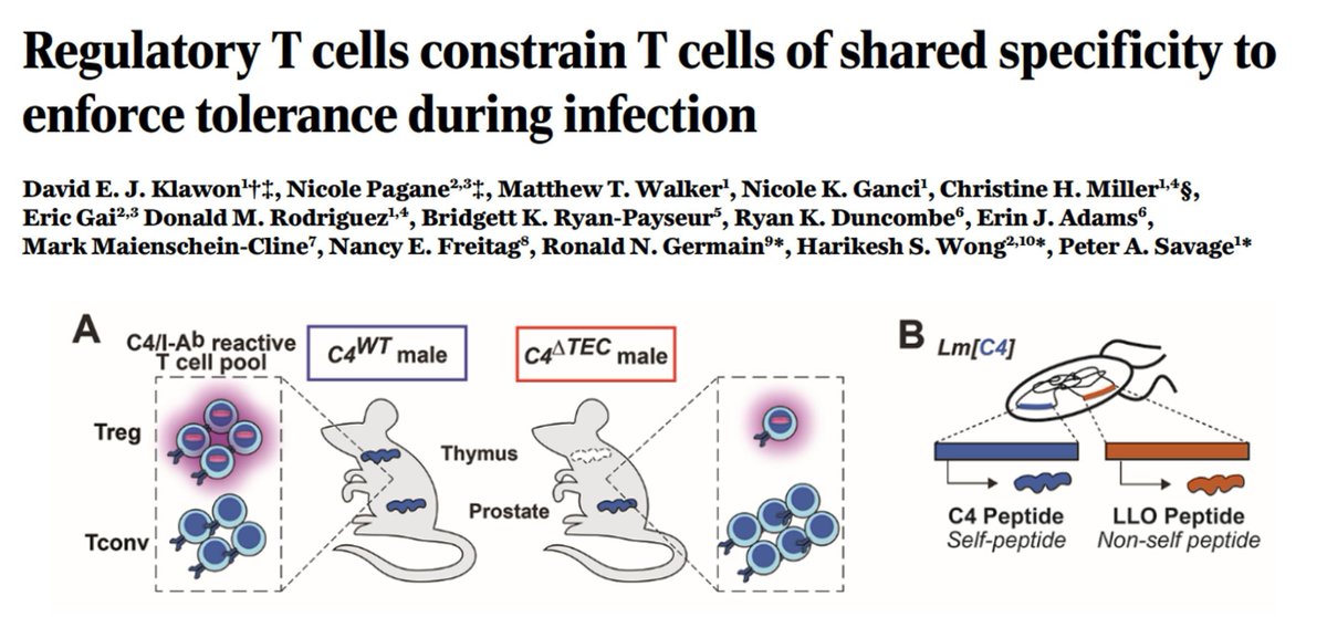 Sarah Ross (@sarah_h_ross) on Twitter photo #Immunology by First Release <a href="/ScienceMagazine/">Science Magazine</a>
In mice, during immune responses accompanied by elevated self-antigens, autoreactive CD4 T cells must be restrained by regulatory CD4 T cells with the same antigen specificity to prevent autoimmunity.
buff.ly/3EXaXQa #Immunology by First Release <a href="/ScienceMagazine/">Science Magazine</a>
In mice, during immune responses accompanied by elevated self-antigens, autoreactive CD4 T cells must be restrained by regulatory CD4 T cells with the same antigen specificity to prevent autoimmunity.
buff.ly/3EXaXQa