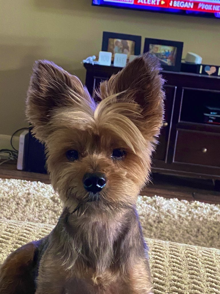 usarmyvet24's tweet image. Funny Post for the Day! 
I really don’t want to mow the backyard just yet cause it’s so pretty and green-BUT…Toby 🐶hates to poop in it cause it touches his butt when he squats! #Lifeproblems 🤣😂