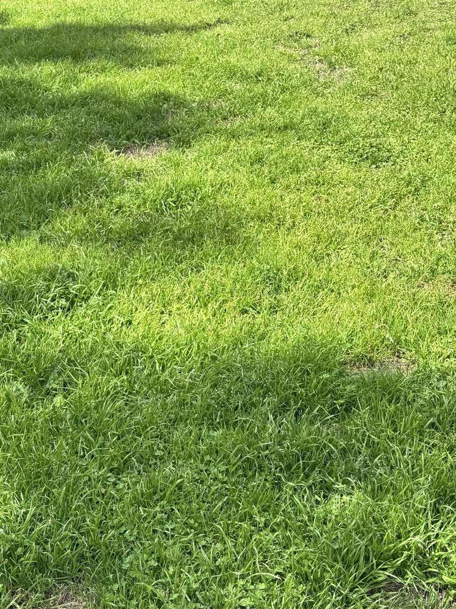 usarmyvet24's tweet image. Funny Post for the Day! 
I really don’t want to mow the backyard just yet cause it’s so pretty and green-BUT…Toby 🐶hates to poop in it cause it touches his butt when he squats! #Lifeproblems 🤣😂