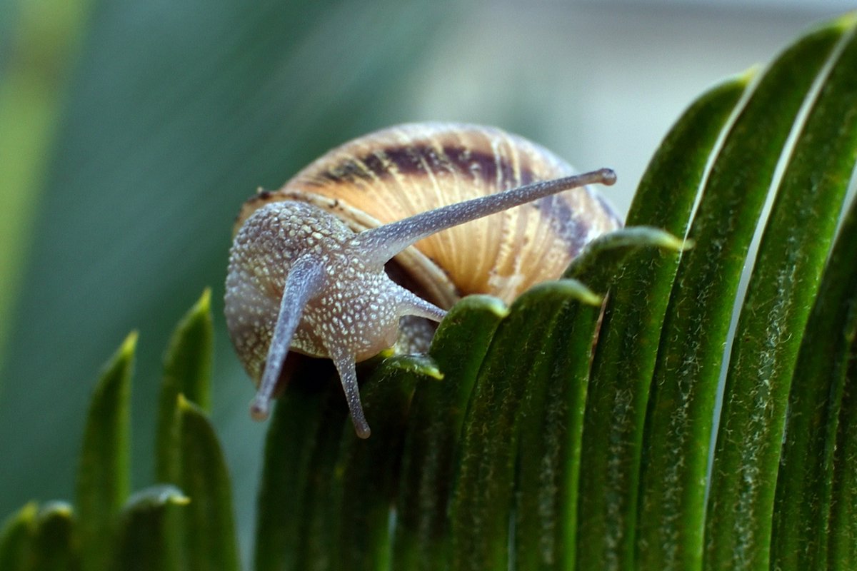 En Josep Maria Monge ha quedat en primer lloc al concurs social d'aquest  mes de febrer al Fotoclub #Poblenou. El tema obligat era "Fotografia  macro i d'aproximació".
Podeu veure les 41 fotografies presentades a concurs al següent enllaç:
fotoclubpoblenou.cat/concurs-macro/