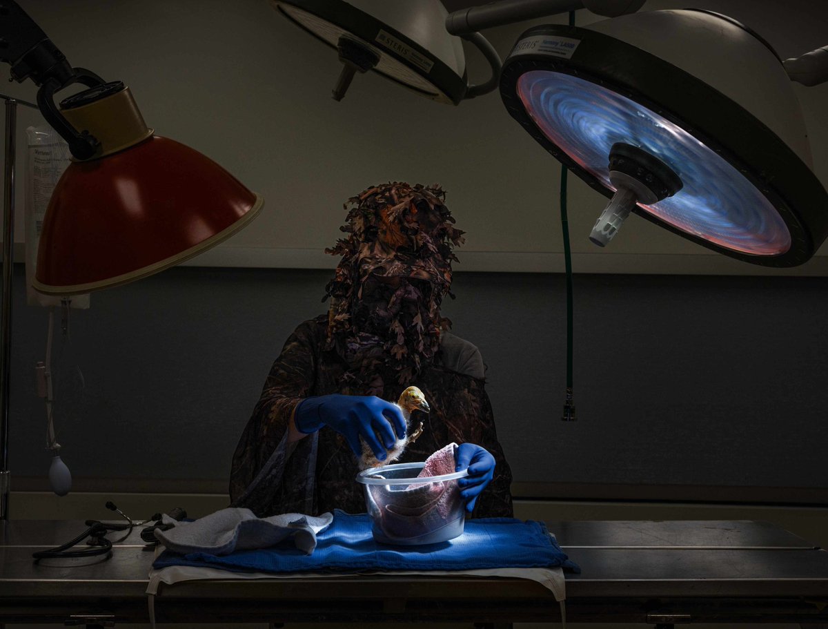 NO es una foto creada con Inteligencia Artificial.
Es la Dra. Stephanie Lamb con un traje ghillie para impedir que Milagra, un bebé cóndor de California en peligro crítico, forme impronta con ella. Su madre murió de gripe aviar. 
Haz RT si te gusta.
